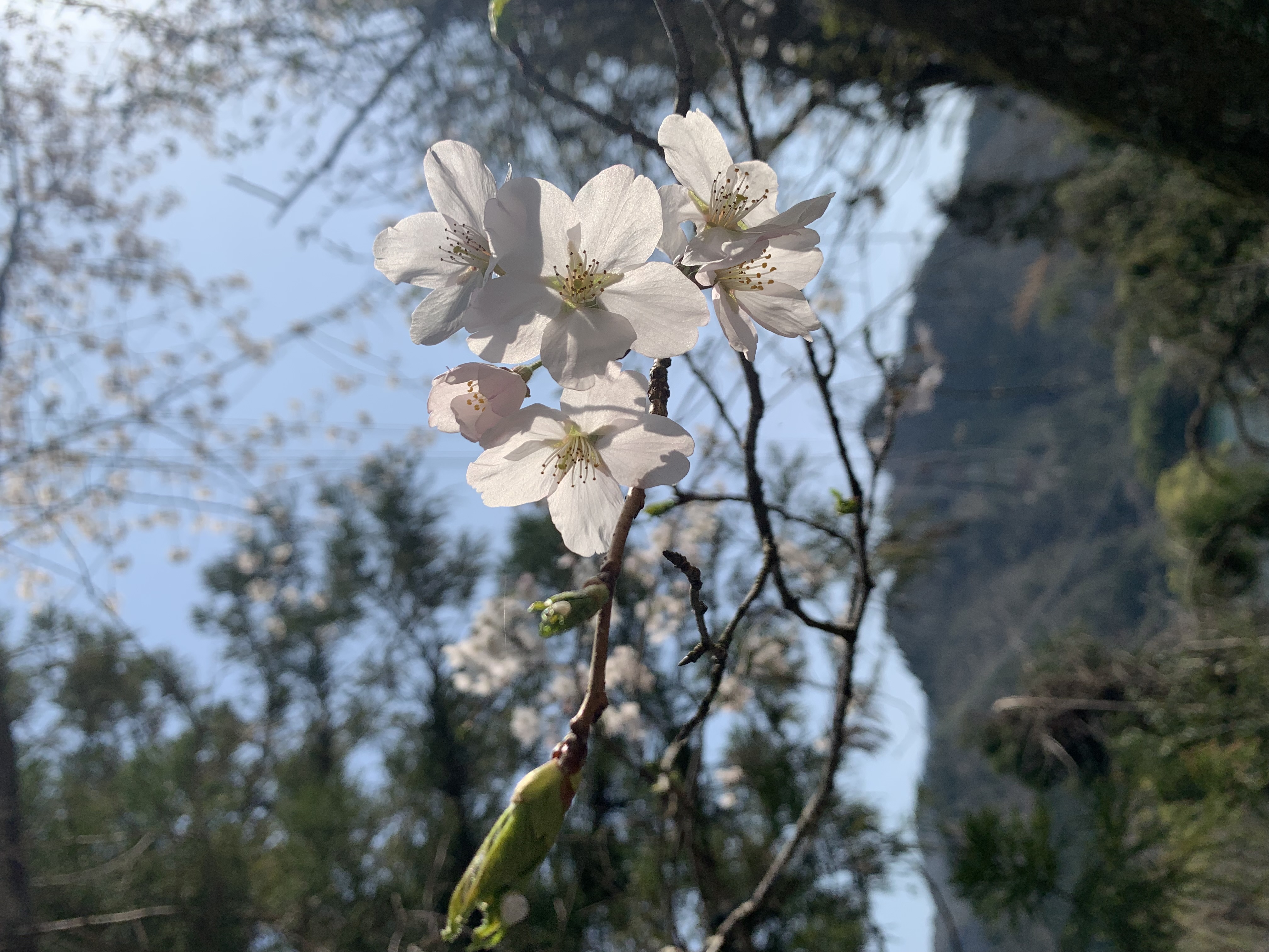 桜　美術の世界も様々表現方法があって面白いですね。